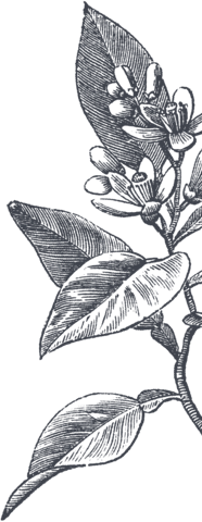 Black and white botanical illustration of a plant with leaves and small flowers on a transparent background.