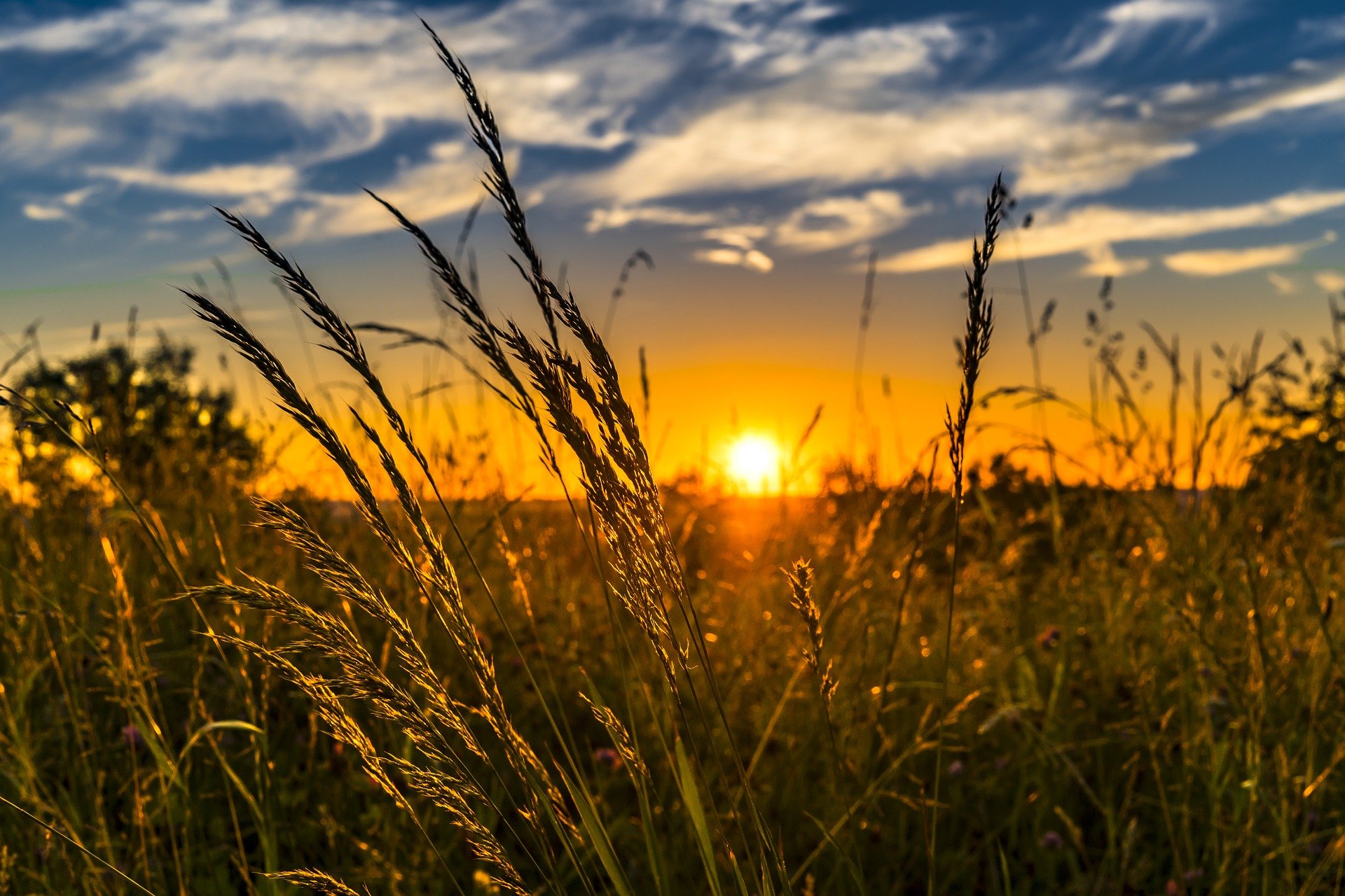 Tall grass in a field is silhouetted against a vibrant sunset, with the sun low on the horizon and clouds scattered across the sky.