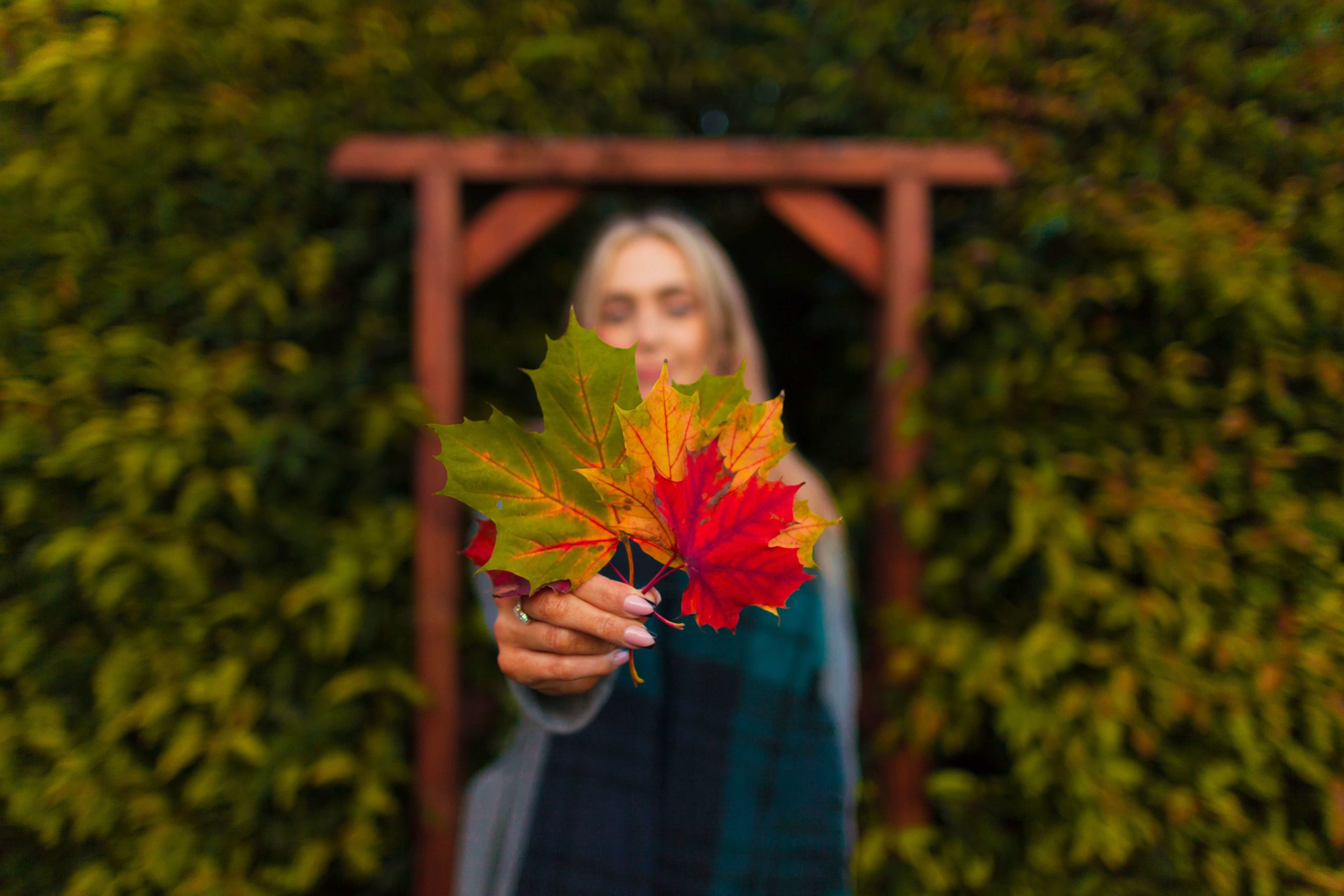 A person holds several colorful autumn leaves toward the camera, standing in front of greenery and a wooden garden arch.
